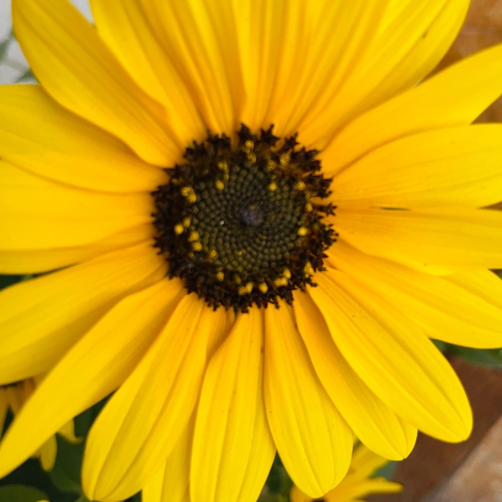 Meet your Posher, Autumn